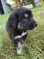 Milee, a female Spanish Mastiff for sale in North Branch, MN – 5 of 8