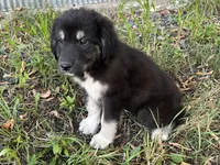 Milee, a female Spanish Mastiff and Great Pyrenees for sale in North Branch, MN – 2 of 10
