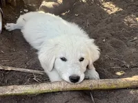 Fiona, a female Spanish Mastiff and Great Pyrenees for sale in North Branch, MN – 5 of 8