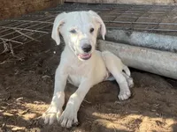 Burk, a male Spanish Mastiff and Great Pyrenees for sale in North Branch, MN – 5 of 6