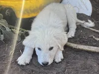 Fiona, a female Spanish Mastiff and Great Pyrenees for sale in North Branch, MN – 2 of 8