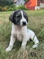 Lindy, a female Spanish Mastiff for sale in North Branch, MN – 2 of 7