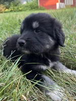 Milee, a female Spanish Mastiff for sale in North Branch, MN – 3 of 8
