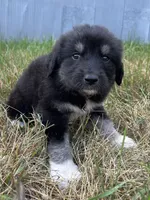 Milee, a female Spanish Mastiff for sale in North Branch, MN – 2 of 8
