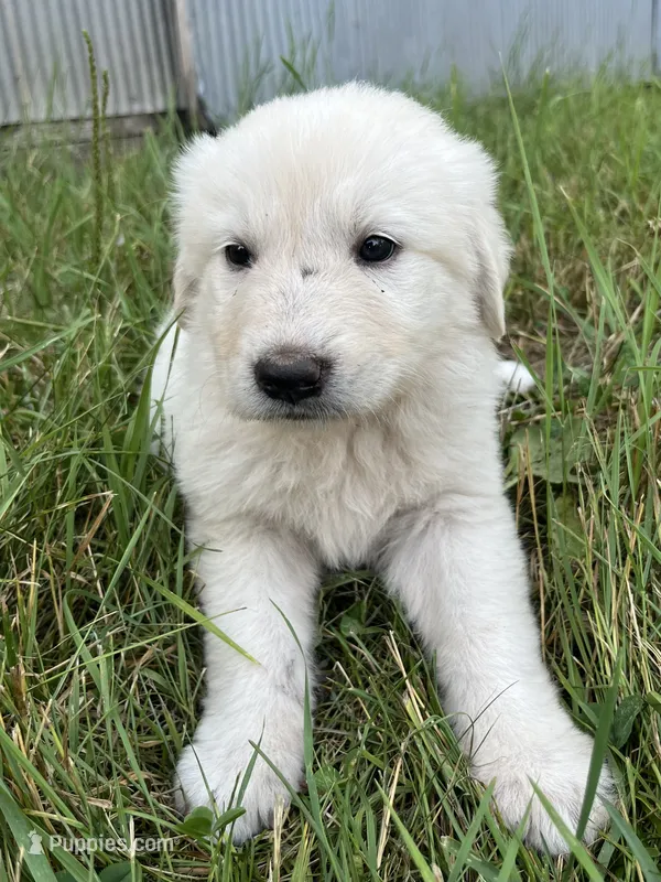 Fiona – Spanish Mastiff puppy for sale in North Branch, MN