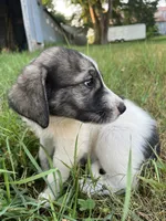 Lindy, a female Spanish Mastiff for sale in North Branch, MN – 5 of 7
