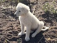 Fiona, a female Spanish Mastiff and Great Pyrenees for sale in North Branch, MN – 7 of 8