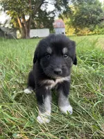 Milee, a female Spanish Mastiff for sale in North Branch, MN – 7 of 8