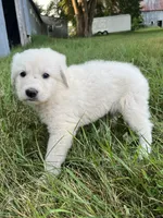 Fiona, a female Spanish Mastiff for sale in North Branch, MN – 3 of 7