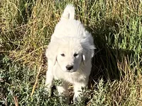 Fiona, a female Spanish Mastiff and Great Pyrenees for sale in North Branch, MN – 4 of 8