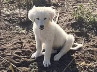 Fiona, a female Spanish Mastiff and Great Pyrenees for sale in North Branch, MN – 6 of 8