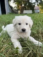 Fiona, a female Spanish Mastiff for sale in North Branch, MN – 7 of 7