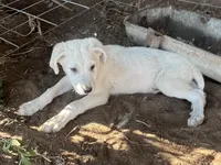 Burk, a male Spanish Mastiff and Great Pyrenees for sale in North Branch, MN – 6 of 6