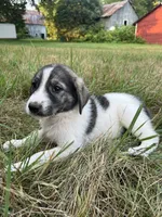 Lindy, a female Spanish Mastiff for sale in North Branch, MN – 7 of 7