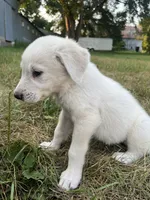 Burk, a male Spanish Mastiff for sale in North Branch, MN – 3 of 4
