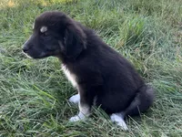 Milee, a female Spanish Mastiff and Great Pyrenees for sale in North Branch, MN – 4 of 10