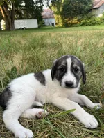 Lindy, a female Spanish Mastiff for sale in North Branch, MN – 6 of 7