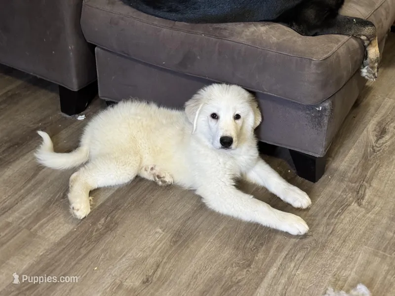 Yeti – Great Pyrenees puppy for sale in Hillsboro, MO