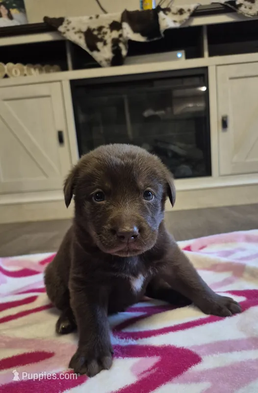 AKC Male Chocolate Labrador – Labrador Retriever puppy for sale in Galax, VA