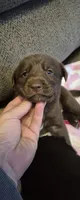 🐾 AKC Male Chocolate Lab, a male Labrador Retriever for sale in Galax, VA – 2 of 2