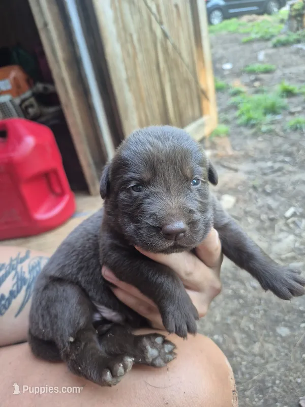 AKC Male Chocolate Labrador – Labrador Retriever puppy for sale in Galax, VA