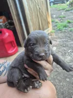 AKC Male Chocolate Labrador, a male Labrador Retriever for sale in Galax, VA – 1 of 1