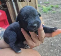 AKC Labrador Retriever, a female Labrador Retriever for sale in Galax, VA – 1 of 2