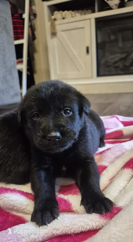 AKC Black Labrador Retriever – Labrador Retriever puppy for sale in Galax, VA