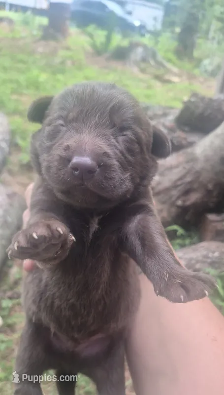 Chocolate Male – Labrador Retriever puppy for sale in Galax, VA