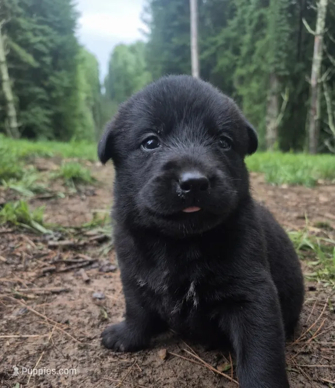 AKC Black Female Labrador #1  – Labrador Retriever puppy for sale in Galax, VA