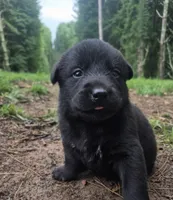 🐾 AKC Black Female Lab #1 , a female Labrador Retriever for sale in Galax, VA – 1 of 2