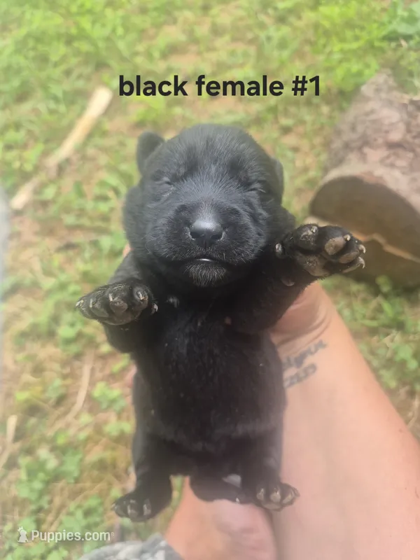 Black Female Lab #1  – Labrador Retriever puppy for sale in Galax, VA