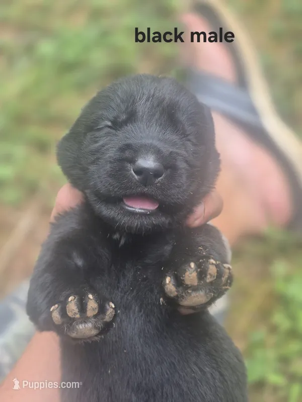 Black Male Lab #1  – Labrador Retriever puppy for sale in Galax, VA