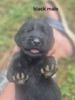 Black Male Lab #1 , a male Labrador Retriever for sale in Galax, VA – 1 of 1