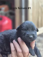 Black Female Labrador #1 , a female Labrador Retriever for sale in Galax, VA – 1 of 2