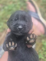 Black Female Lab #2, a female Labrador Retriever for sale in Galax, VA – 2 of 2