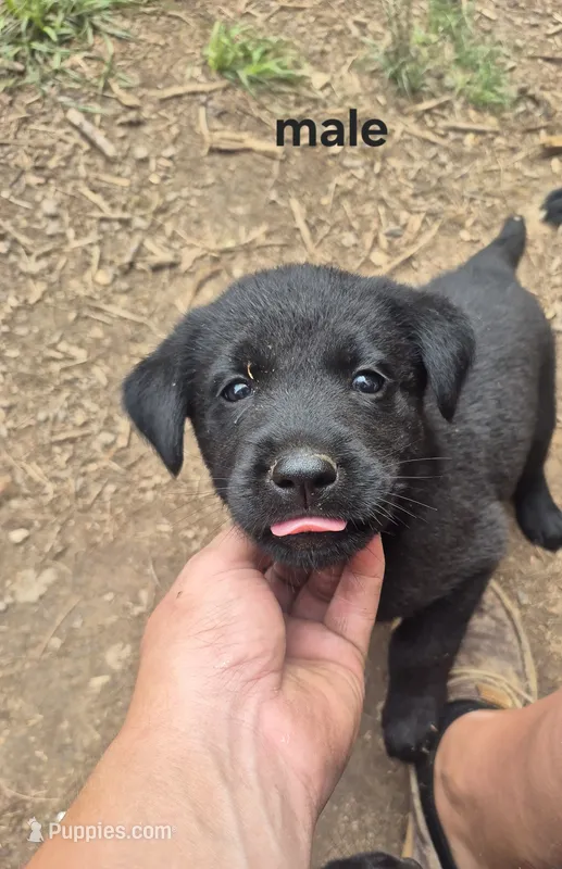 🐾 AKC Black Lab  – Labrador Retriever puppy for sale in Galax, VA