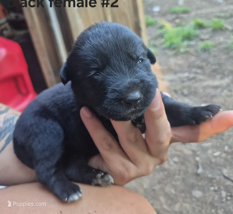 Black Male Labrador #2 – Labrador Retriever puppy for sale in Galax, VA