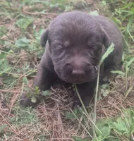 Chocolate Male, a male Labrador Retriever for sale in Galax, VA – 2 of 2