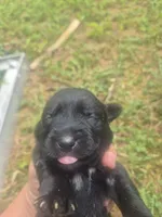 Black Female Lab #1 , a female Labrador Retriever for sale in Galax, VA – 2 of 2