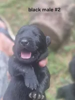 Black Male Lab #2, a male Labrador Retriever for sale in Galax, VA – 1 of 1