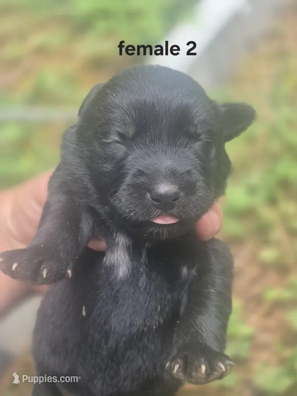 Black Female Lab #2 – Labrador Retriever puppy for sale in Galax, VA