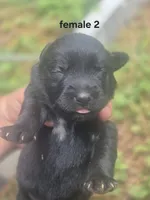 Black Female Lab #2, a female Labrador Retriever for sale in Galax, VA – 1 of 2