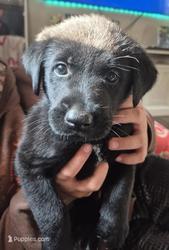 🐾 AKC Black Lab – Labrador Retriever puppy for sale in Galax, VA