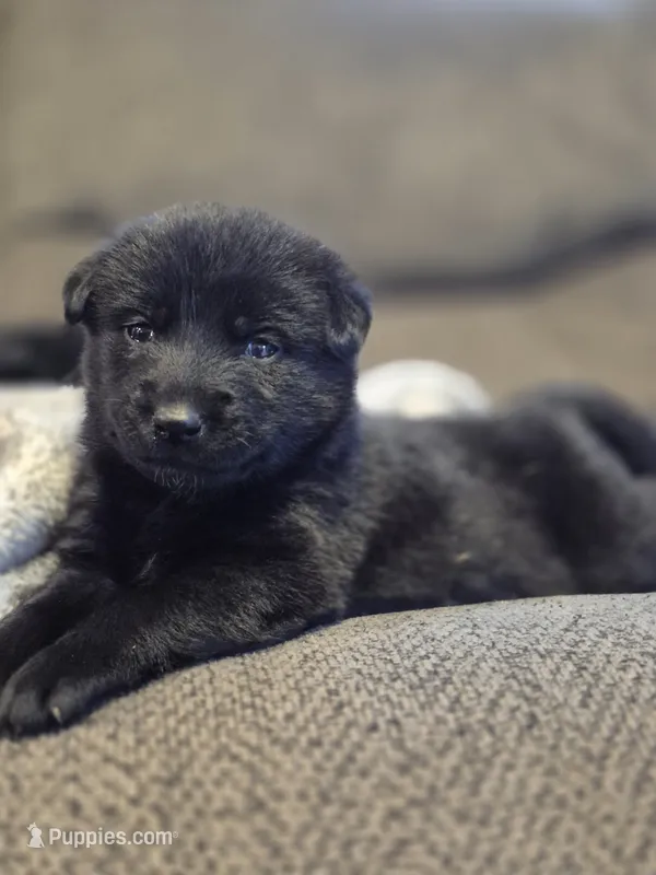 AKC Black Lab – Labrador Retriever puppy for sale in Galax, VA