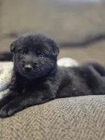AKC Black Lab, a female Labrador Retriever for sale in Galax, VA – 1 of 2
