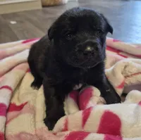 AKC Black Lab, a male Labrador Retriever for sale in Galax, VA – 1 of 2