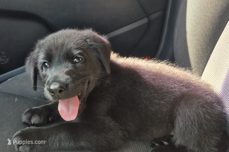 🐾 AKC Black Lab – Labrador Retriever puppy for sale in Galax, VA