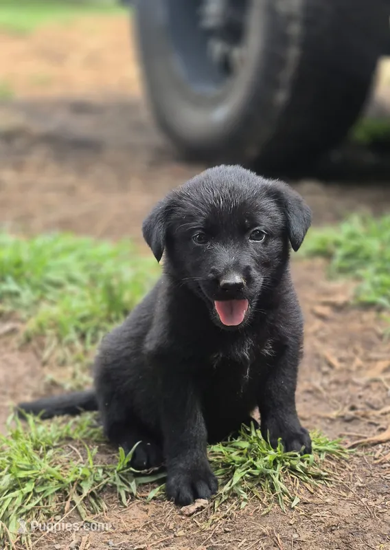 🐾 AKC Black Female Lab #1  – Labrador Retriever puppy for sale in Galax, VA