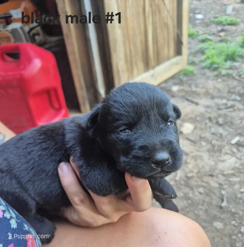 Black Male Labrador #1  – Labrador Retriever puppy for sale in Galax, VA